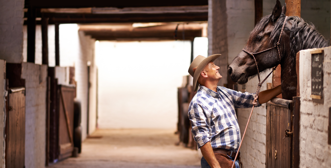 Banner do seguro animais